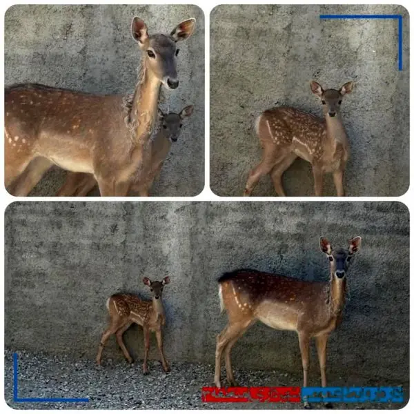 تولد مرال در بوستان ملت

