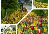 کاشت ۶۰ اصله درخت پالم و یاس هلندی در بلوار بهشت زهرا (س) منطقه ۱۹
