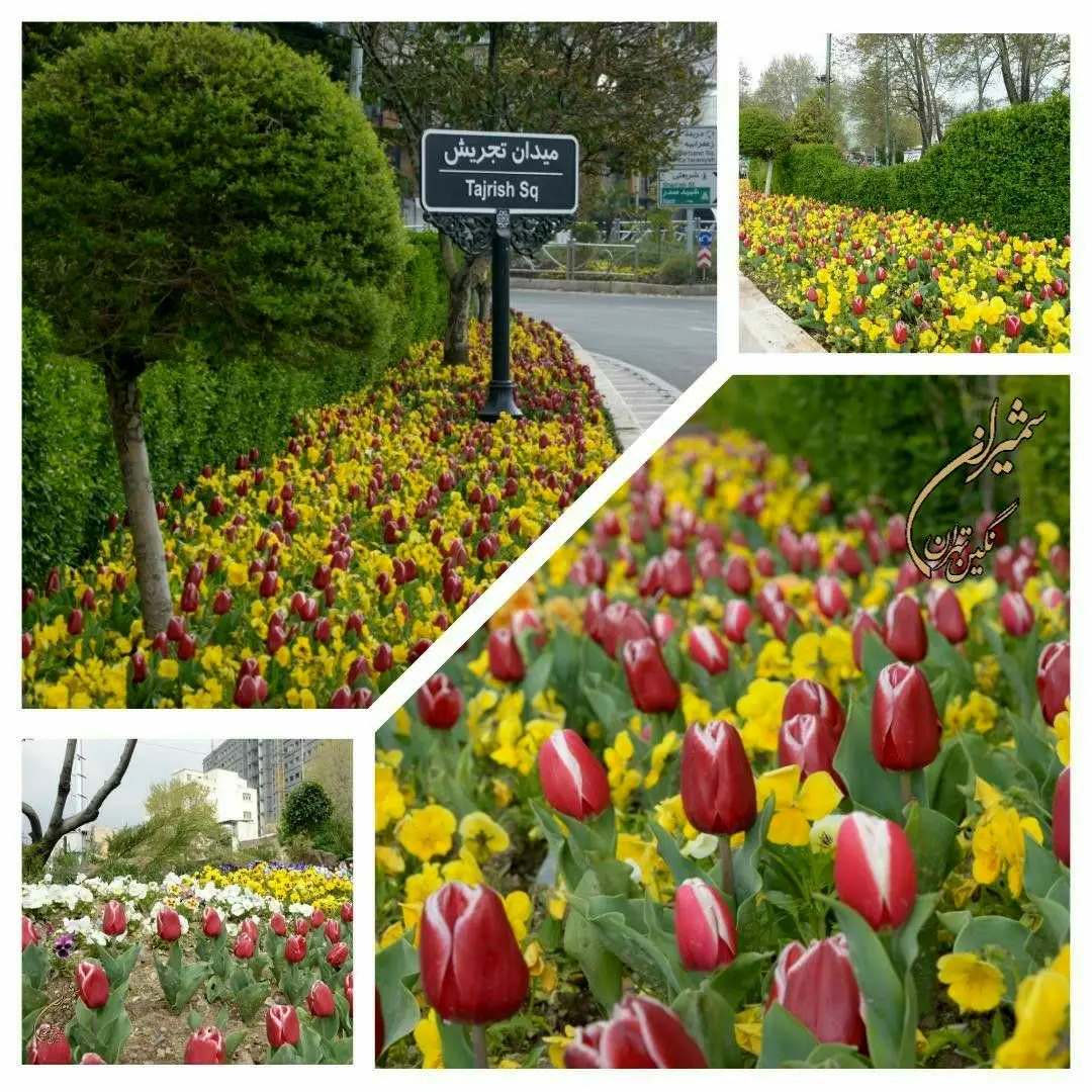 شمال تهران  لاله باران شد  

