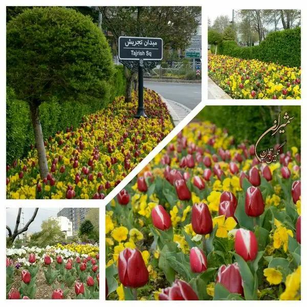 شمال تهران لاله باران شد