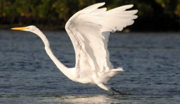 حواصیل بزرگ سفید مهمان دریاچه شهدای خلیج فارس
