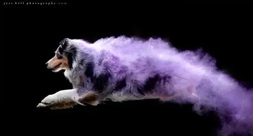 عکس های شگفت انگیز با پودرهای رنگی +تصاویر