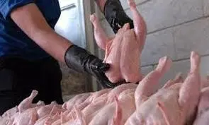 مرغ ارزان شد