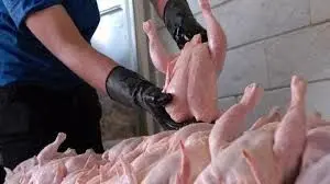 مرغ ارزان شد