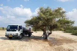 آبیاری درختان قدیمی و گونه های ارزشمند گیاهی در کیش