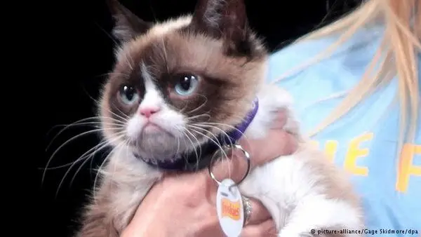 گربه مولتی میلیونر اینستاگرامی مرد+ عکس