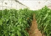 تولیدات محصولات کشاورزی کشور ۱۰۰ میلیون تن افزایش یافت

