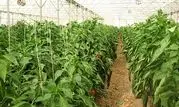 افزایش ۳۰ هکتاری اراضی گلخانه‌ای در استان مرکزی هدفگذاری شد