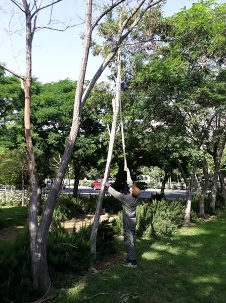 پایش و کنترل بیماری های درختان و گیاهان در منطقه 4 تهران