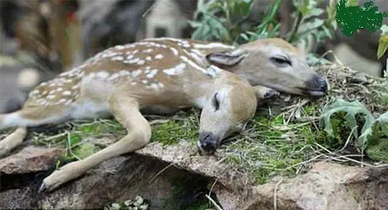 گوزن دو سر در جنگل کشف شد!+عکس