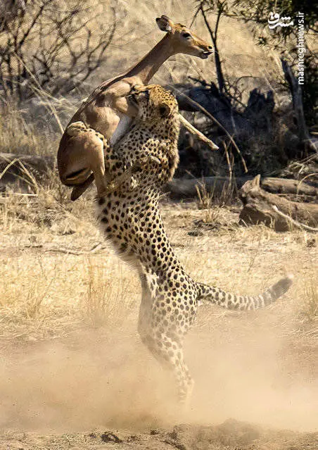 لحظه شکار یوزپلنگ+عکس