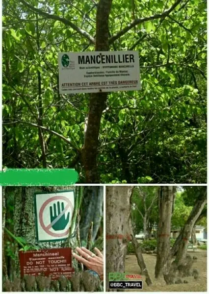 خطرناک‌ترین درخت جهان +عکس