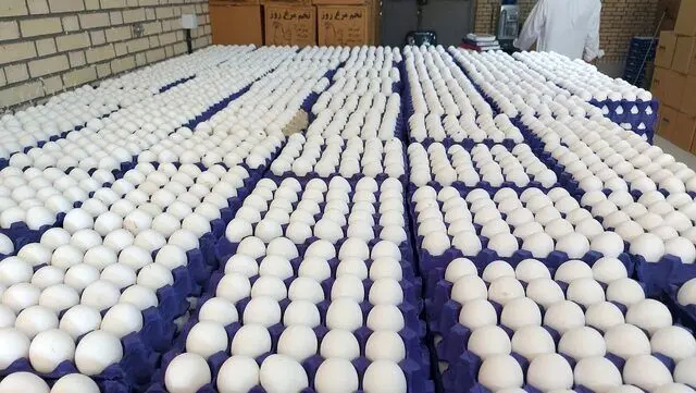 هر شانه تخم مرغ چند؟
