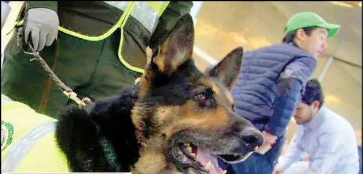 سگی که موجب دستگیری 200 قاچاقچی شد+عکس