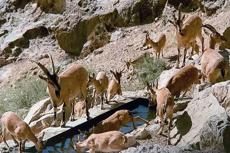 شبکه سحر مخاطبان کردزبان را «تا به بیرجند» می برد