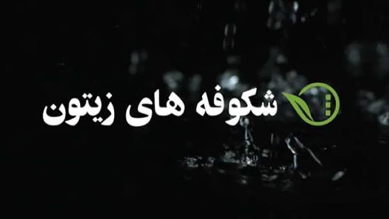 «شکوفه های زیتون» به بار می نشیند

