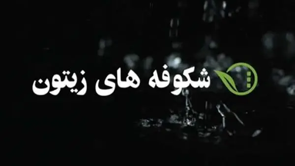 «شکوفه های زیتون» به بار می نشیند