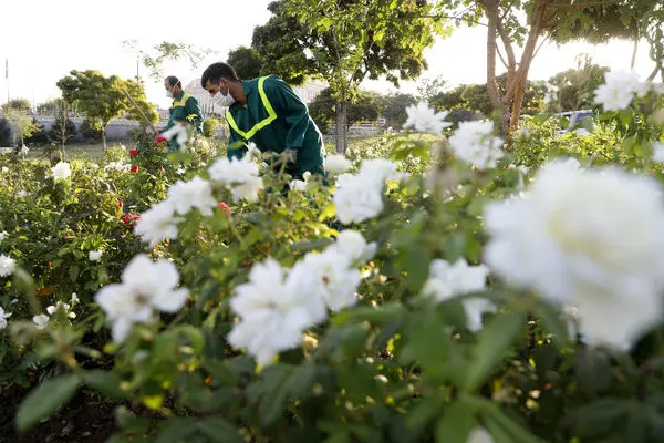 آغازکاشت گلهای پاییزه در شرق تهران  

