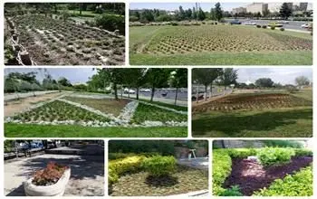  چشم نوازی گل های فصلی در آستانه فصل تابستان در فضاهای سبز و بوستان های منطقه ۴

