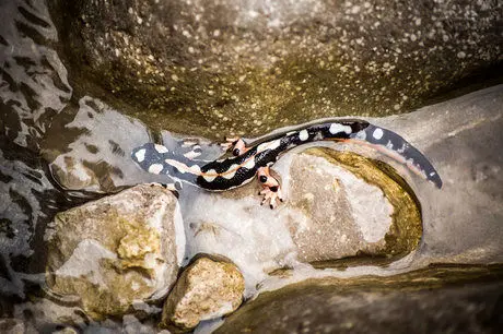 
سمندر لرستان سین سفره نیست
