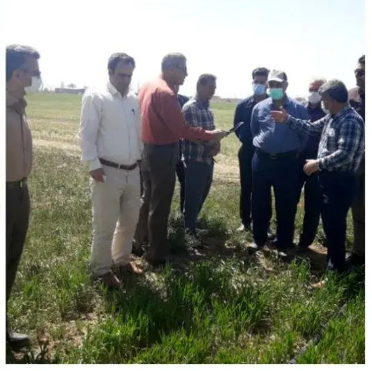 بازدید میدانی رئیس سازمان جهاد کشاورزی استان مرکزی از مزارع گندم شهرستان های اراک ، کمیجان و فراهان