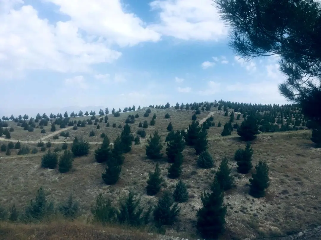 اجرای آتش برها در اراضی جنگلکاری منطقه۱۳ 

