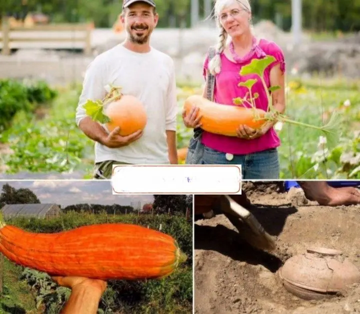 کشف دانه کدو در ظرف سفالی 800 ساله+عکس