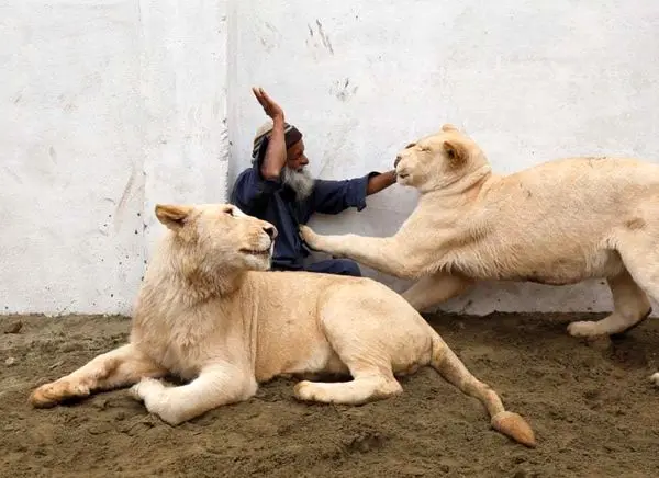 پیرمردی که با چند شیر زندگی می‌کند!+ عکس