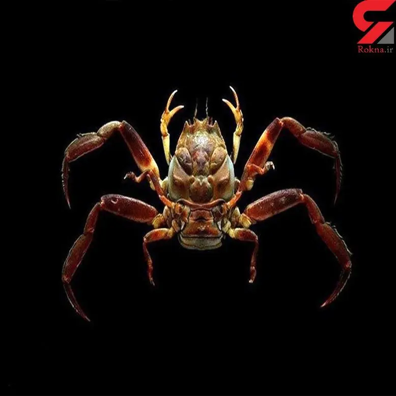 خرچنگی که شبیه انسان است + عکس 