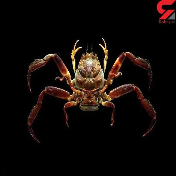 خرچنگی که شبیه انسان است + عکس