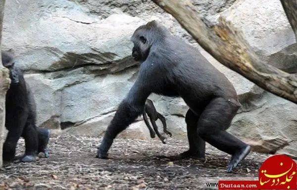 رابطه دوست داشتنی بچه گوریل و مربیاش+عکس