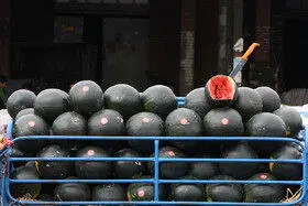 توزیع چند هزار تن میوه شب یلدا در میدان مرکزی از امروز