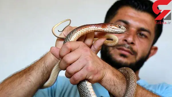 زندگی یک جوان با مار + عکس