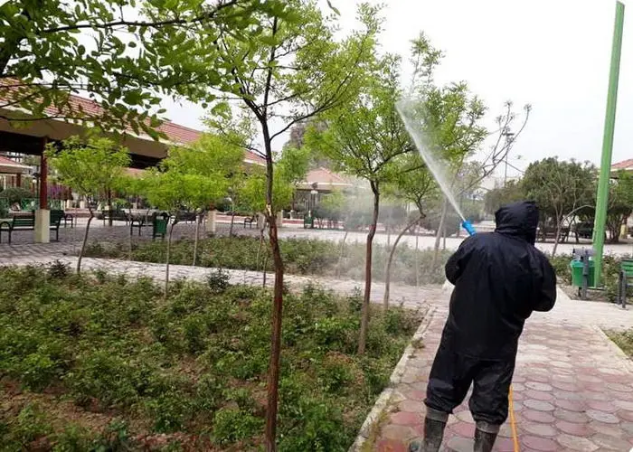 کاهش چشمگیر درختان رو به زوال در مرکز شهر تهران 

