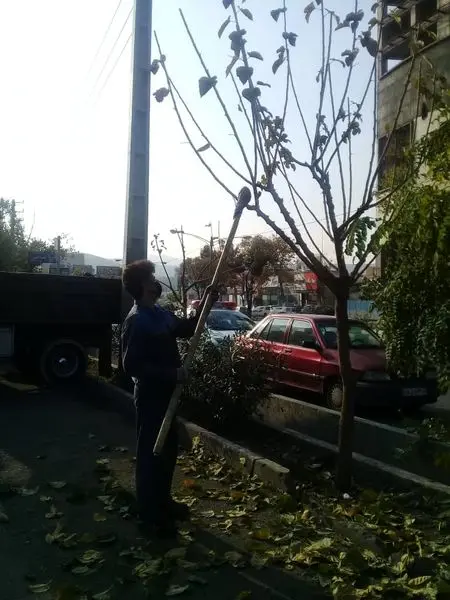 اقدامات پاییزی  منطقه 4 در فضاهای سبز شهری