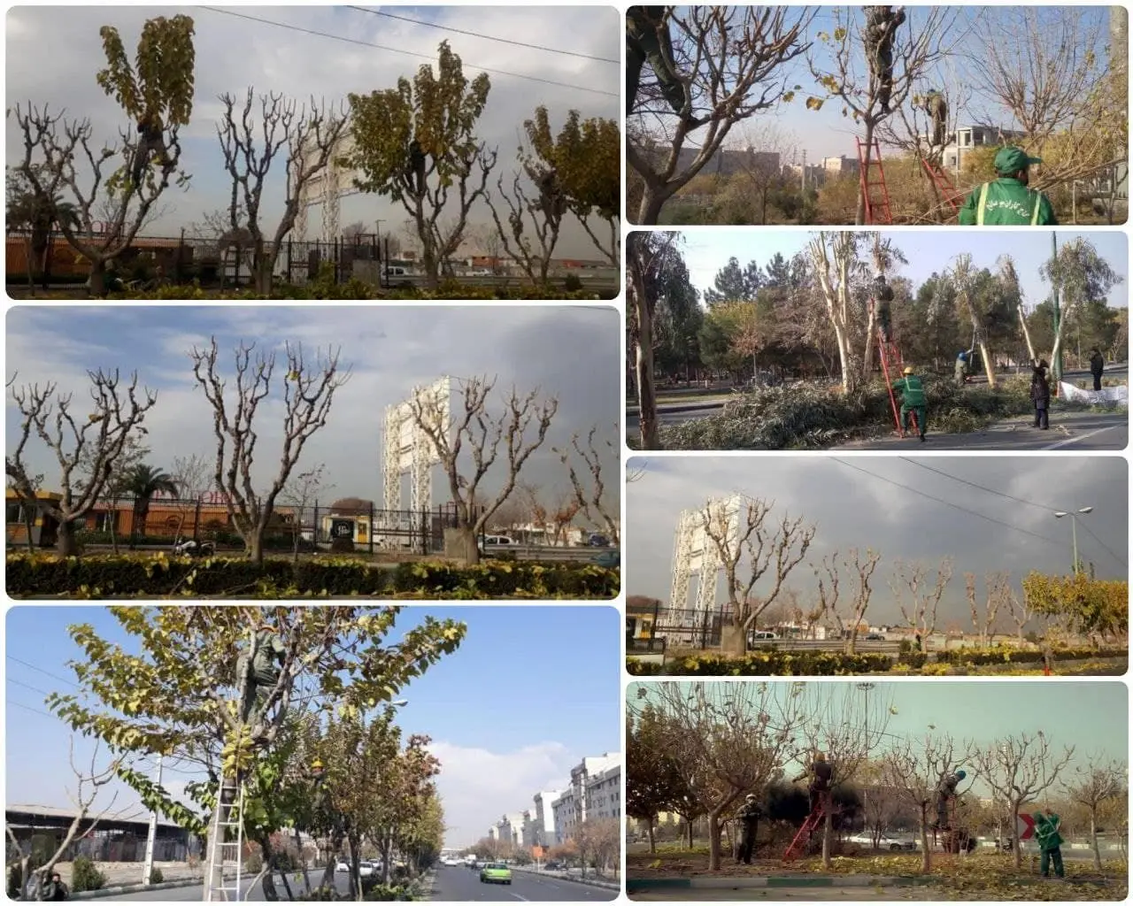  آغاز هرس و بازپیرایی درختان جنوبشرق تهران