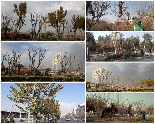 آغاز هرس و بازپیرایی درختان جنوبشرق تهران