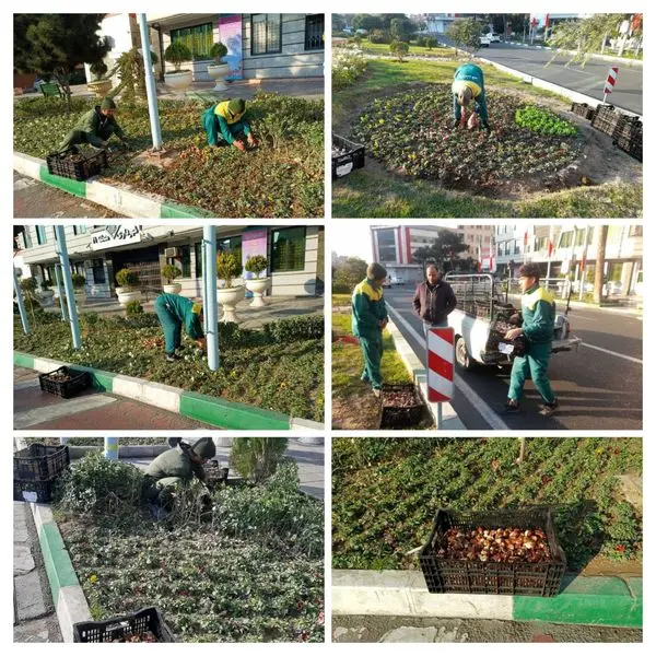 کاشت بیش از ۲۰ هزار پیاز لاله در میادین و باغچه های معابر منطقه ۲۱