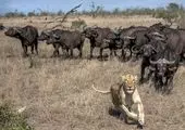تصاویر جالب نگهداری یک میمون از توله شیر! 