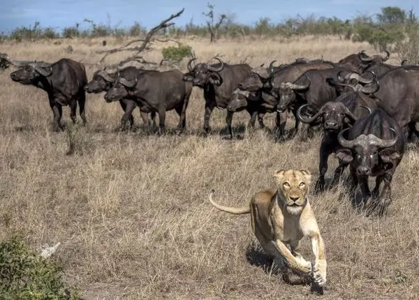 نبرد حماسی بوفالوها با شیرهای گرسنه+ عکس