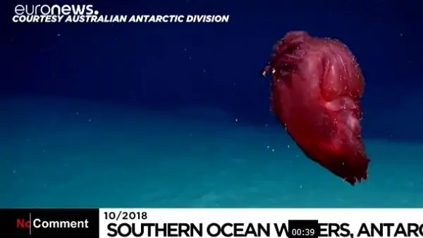 تصویری بینظیر از هیولای مرغ بیسر در اعماق اقیانوس