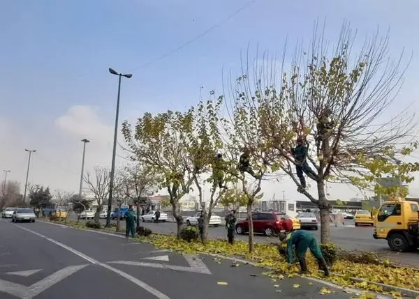 آغاز عملیات هرس درختان در منطقه ۵