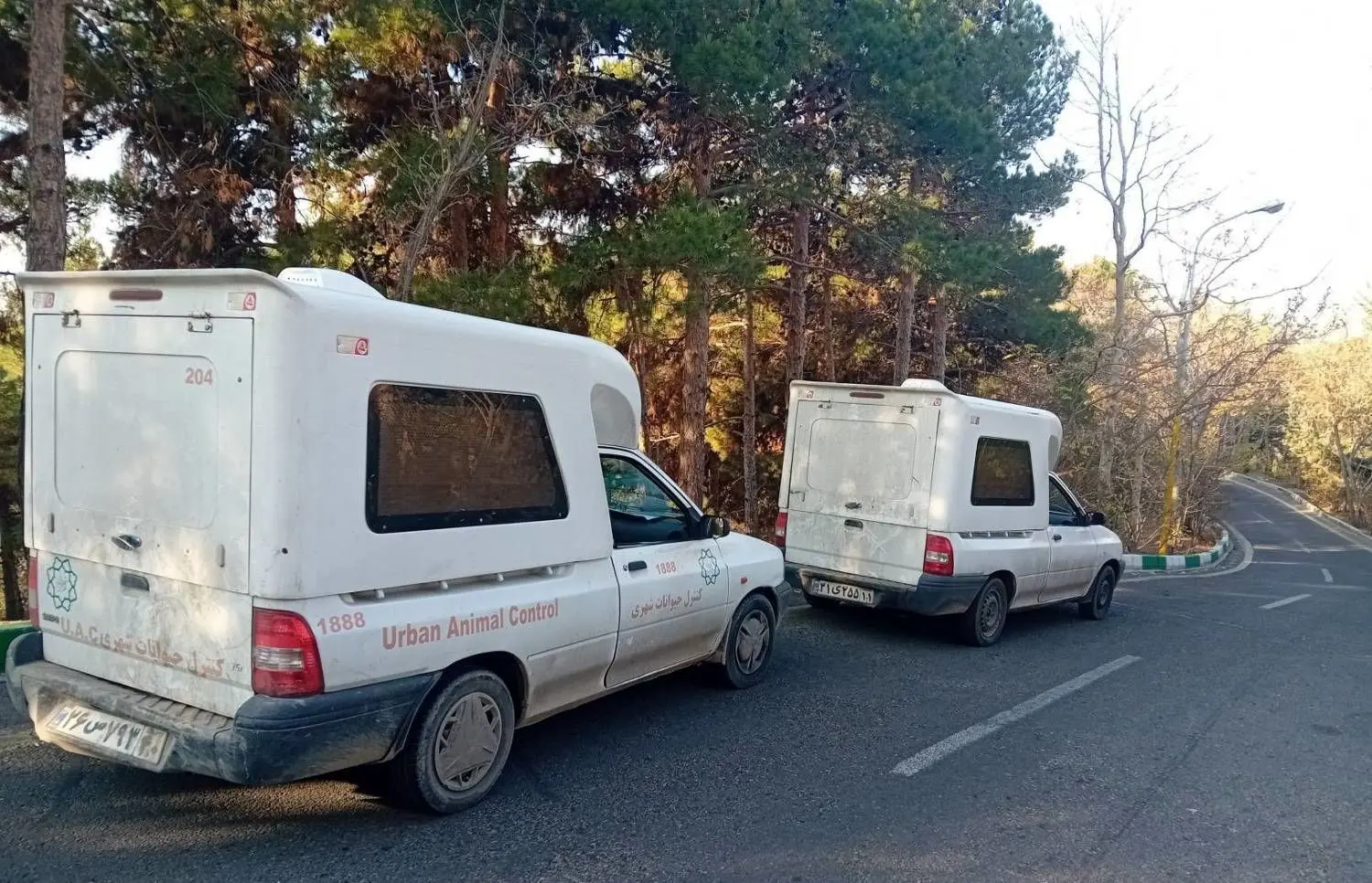 ساماندهی روزانه سگ‌های بلاصاحب در منطقه ۴