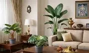 معرفی گیاهان مخصوص خانه‌های نقلی از آی فلور