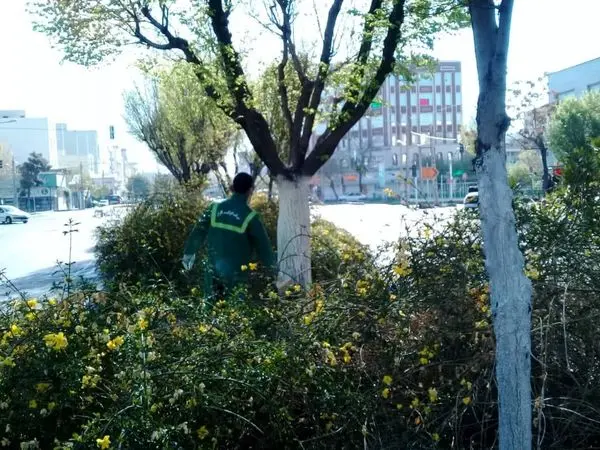 اجرای عملیات باندینگ برای ۱۰۰ درصد درختان منطقه ۱۴ 