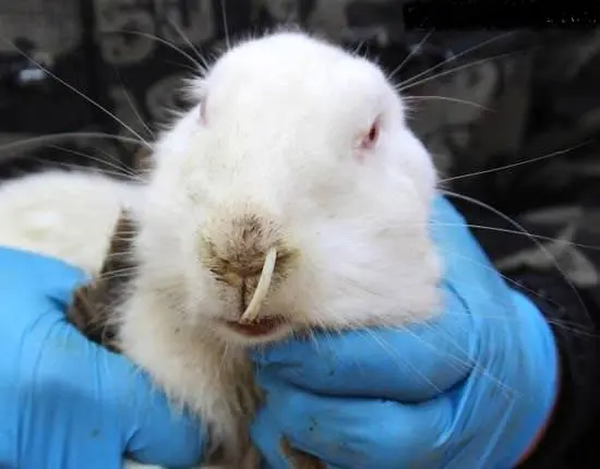 لحظه شکار خرگوش توسط شاهین +عکس 