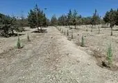 بهسازی میدان تجریش با رویکرد حفظ هویت و صیانت از درختان کهنسال ادامه دارد