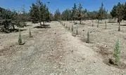 کاشت ۳۰۰۰ اصله درخت و درختچه در بوستان ساحل

