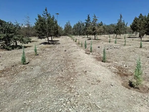 کاشت ۳۰۰۰ اصله درخت و درختچه در بوستان ساحل