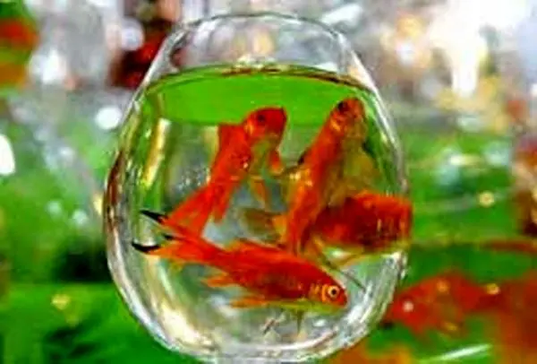 هشدار/ماهیقرمز را از دسترس بچهها دور کنید